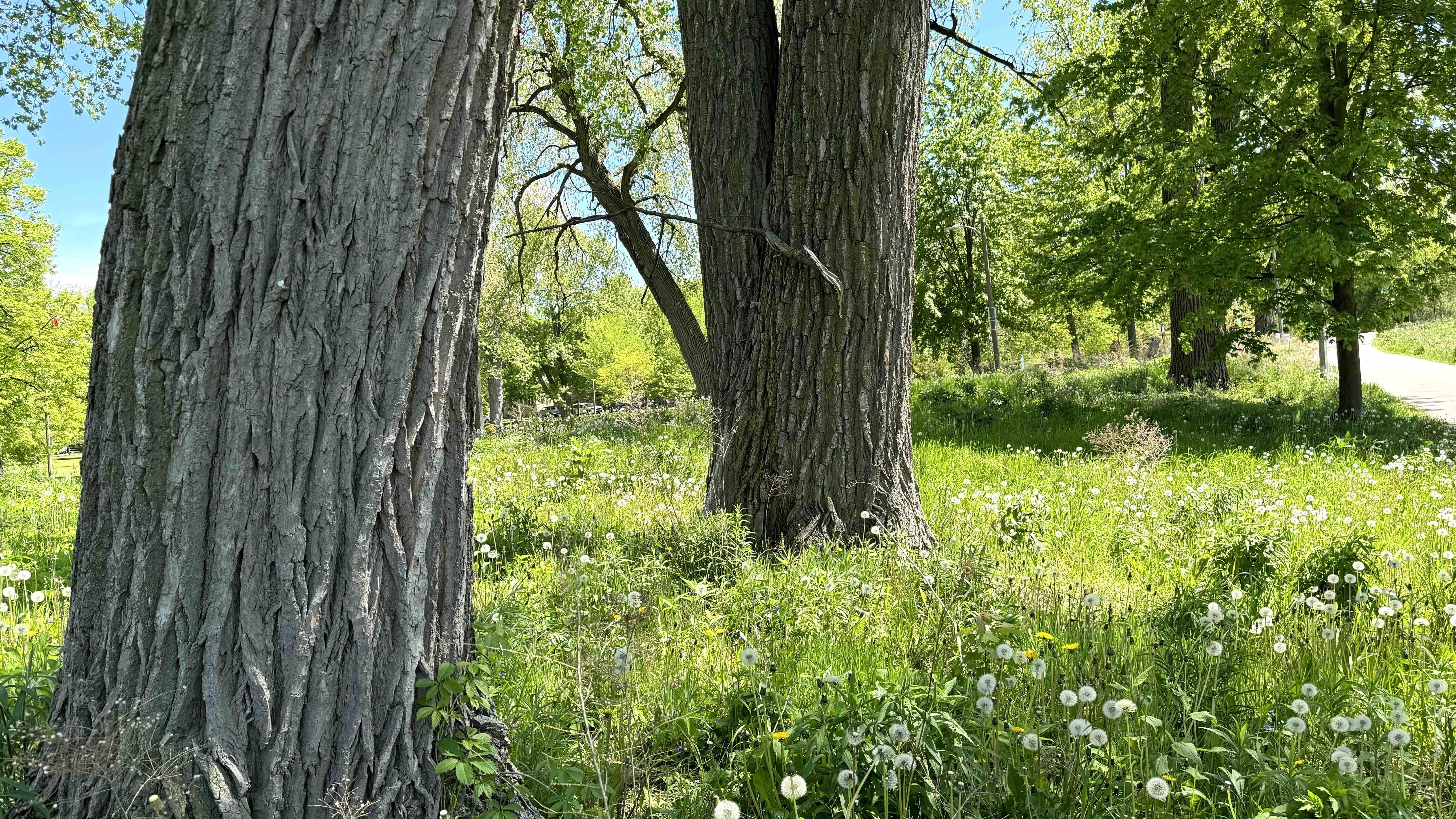 A pair of large cottonwood trees in River Park on Chicago’s North Side. (Patty Wetli / WTTW News) A pair of large cottonwood trees in River Park on Chicago’s North Side. (Patty Wetli / WTTW News)