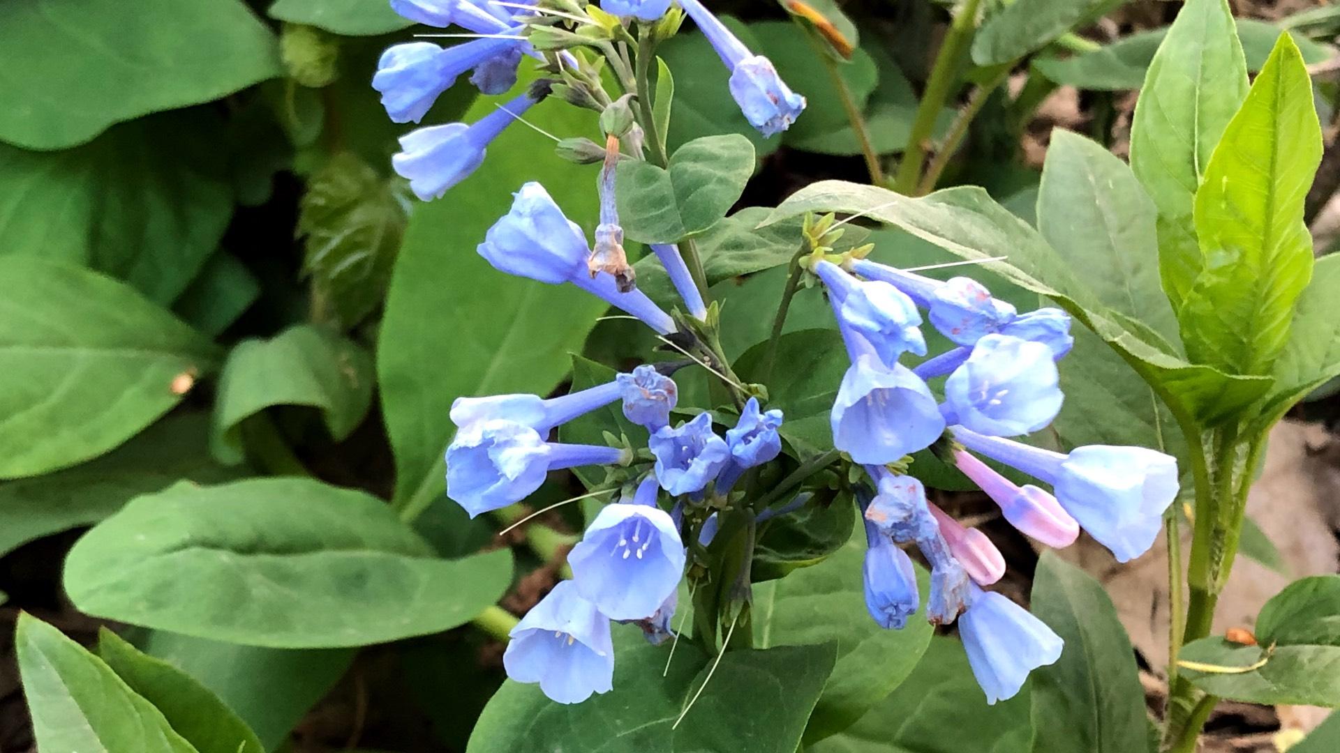 Virginia bluebells were among the species most commonly recorded by Chicagoans during the 2021 City Nature Challenge. (Patty Wetli / WTTW News)