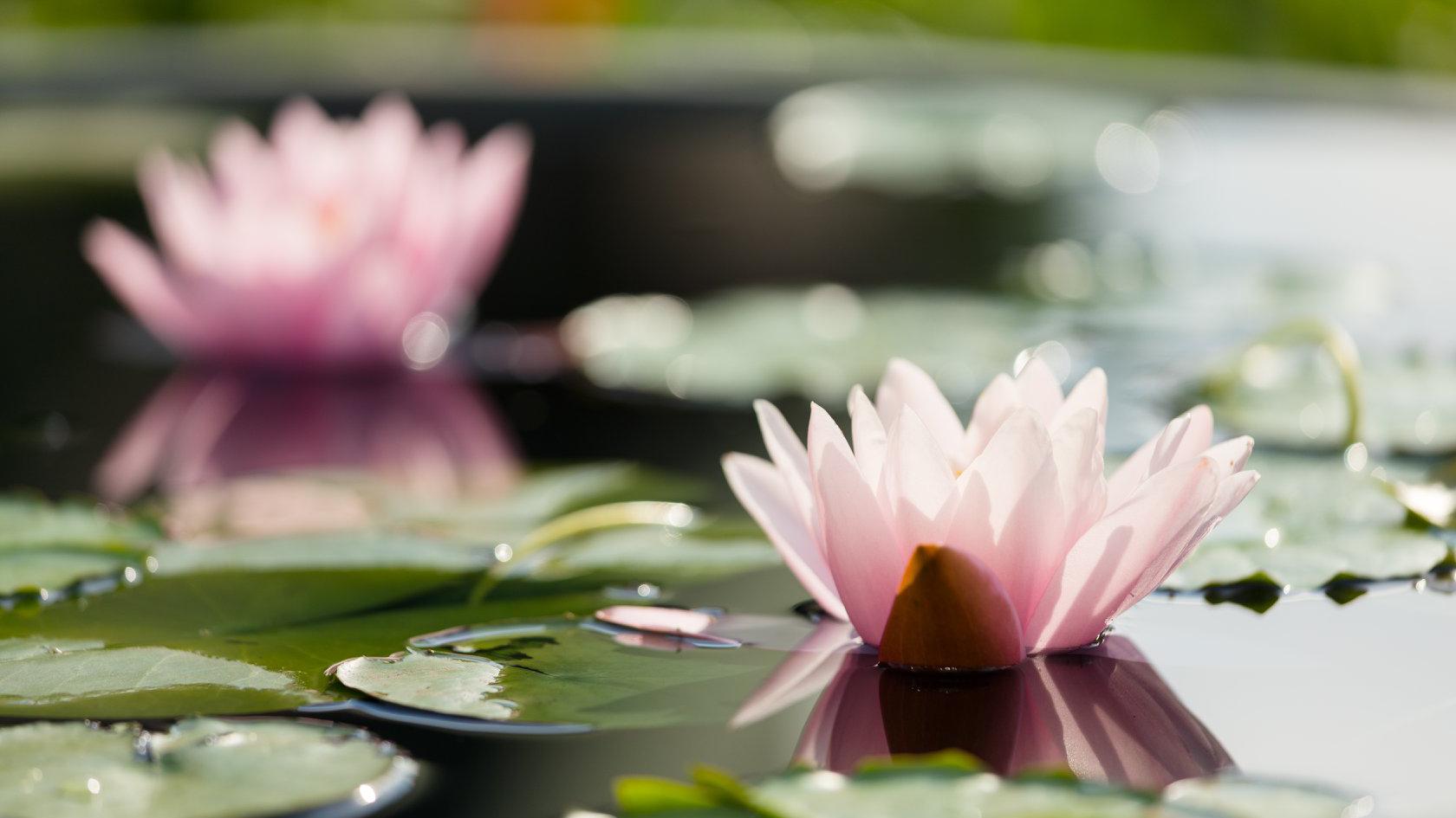 The Garfield Park Conservatory has released teaser images in advance of the opening of "The Flowers of Monet" exhibit. (Garfield Park Conservatory / Facebook) 