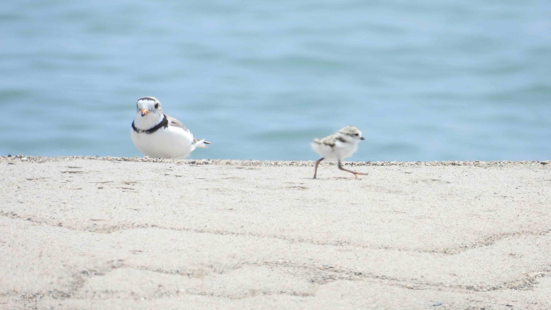 A newly hatched piping plover chick checks out the beach in Waukegan under a watchful parent's eye, June 2025. (Courtesy of Carolyn Lueck) A newly hatched piping plover chick checks out the beach in Waukegan under a watchful parent's eye, June 2025. (Courtesy of Carolyn Lueck)