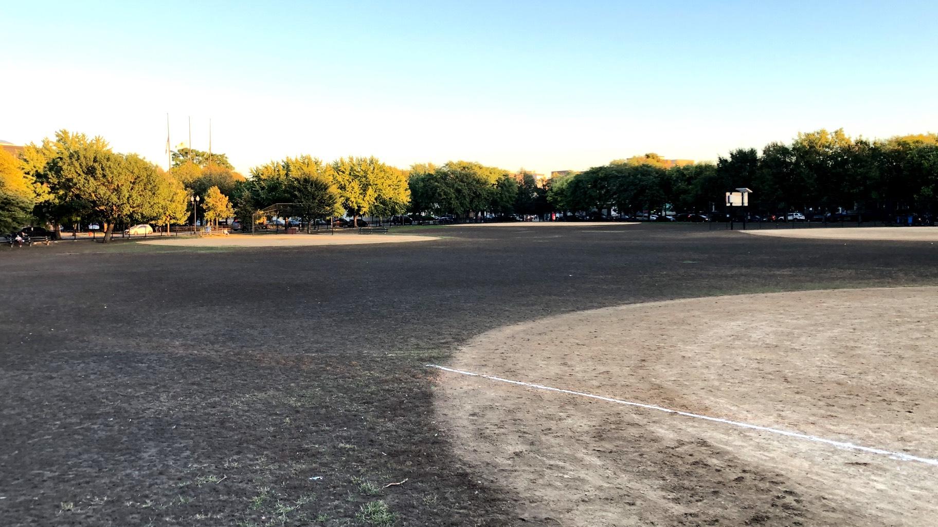 Grubs have laid waste to Welles Park, making it hard to tell where ball diamonds' infields end and outfields begin. (Patty Wetli / WTTW News)