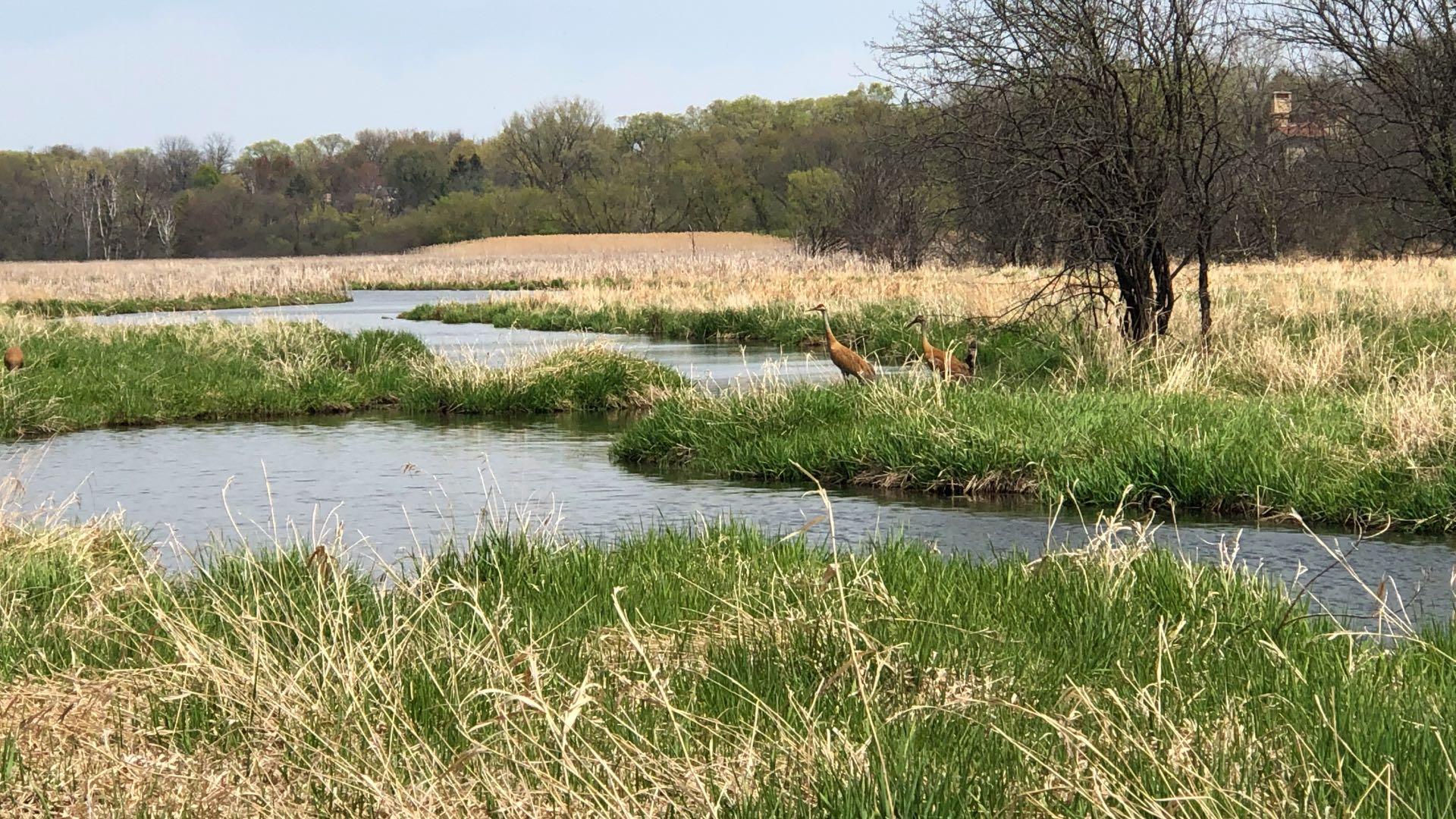 A UIC professor has received a grant from NASA to search for "legacy wetlands." (Patty Wetli / WTTW News)