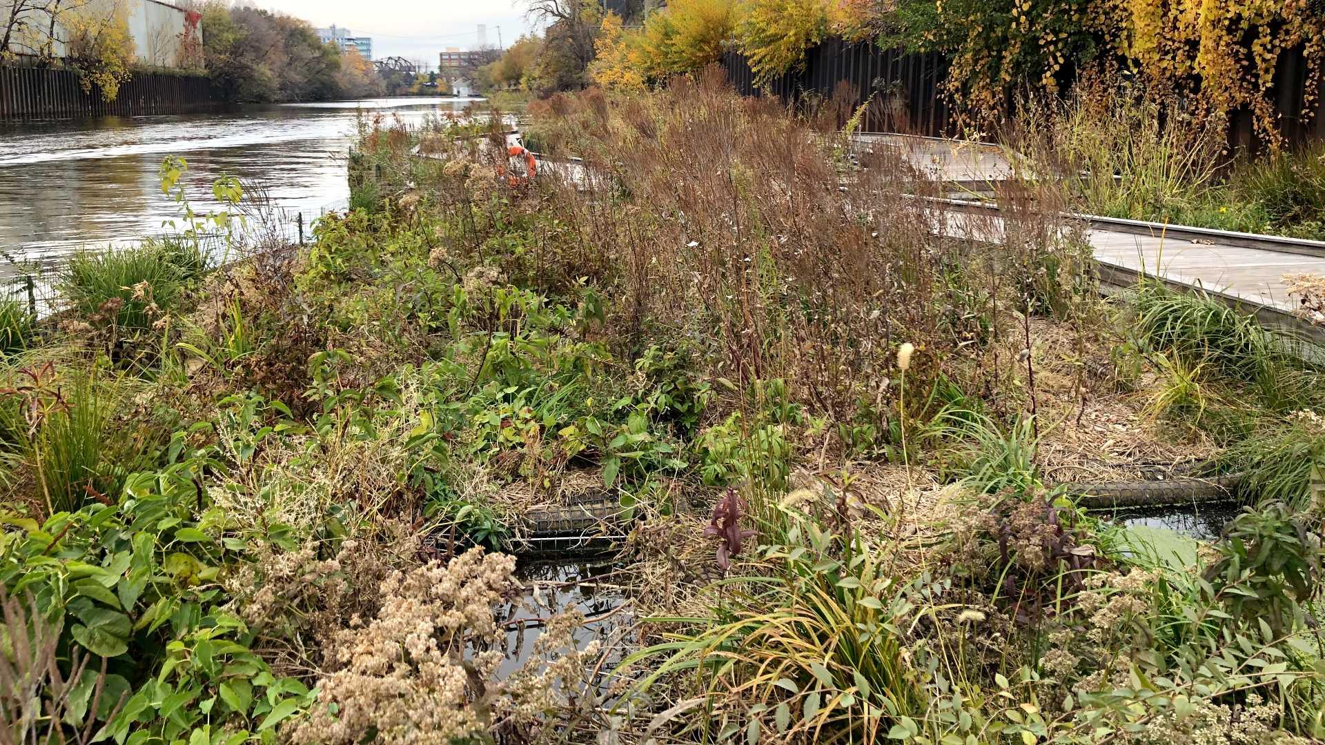 Keystone Species that Live in Ponds, Streams, & Wetlands