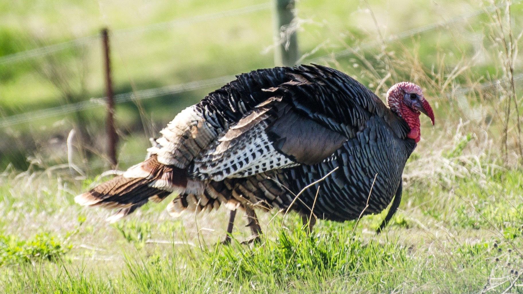 The wild turkey is a North American original. (Elljay / Pixabay)