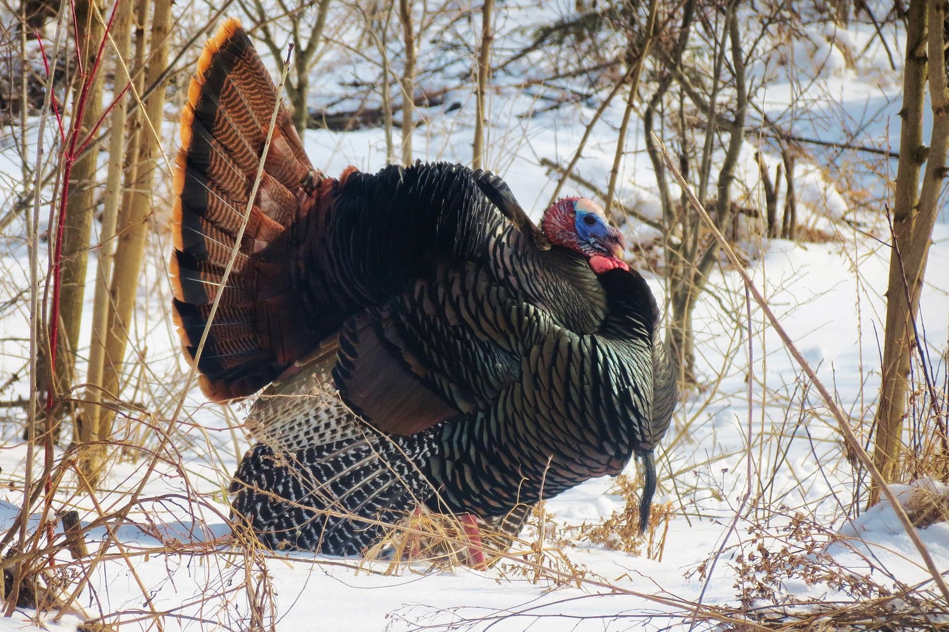 Let's Talk Turkey: 10 Wild Facts About America's Bird | Chicago