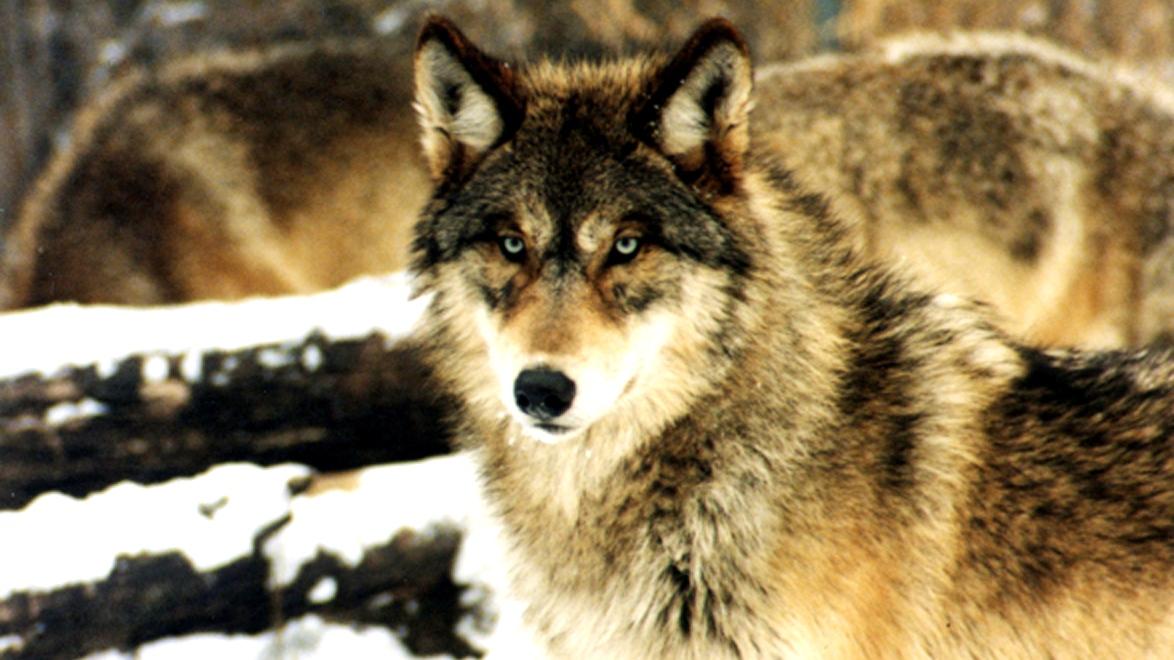 This Week in Nature: A Michigan Wolf Went on a 4,200-Mile Walk. How’s ...