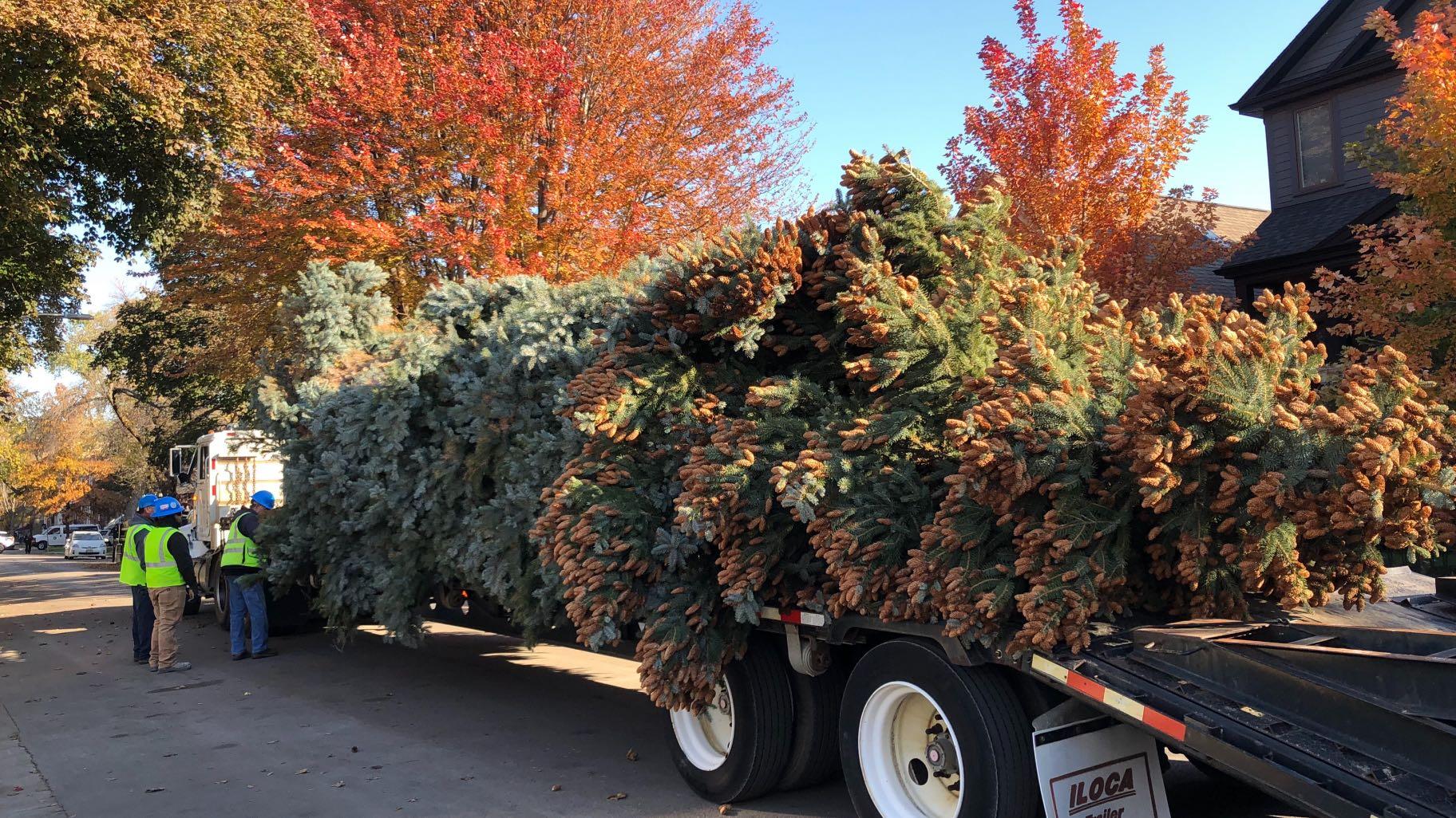 Chicago's official 2021 Christmas tree, loaded up and ready for transport from Logan Square to Millennium Park. (Patty Wetli / WTTW News) 