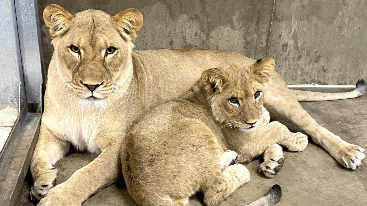 Zari, Lincoln Park Zoo's 4-year-old African lion, is expecting a litter in January. Here she is with her cub, Pilipili, born in March 2022. (Lincoln Park Zoo / Diana Miller)