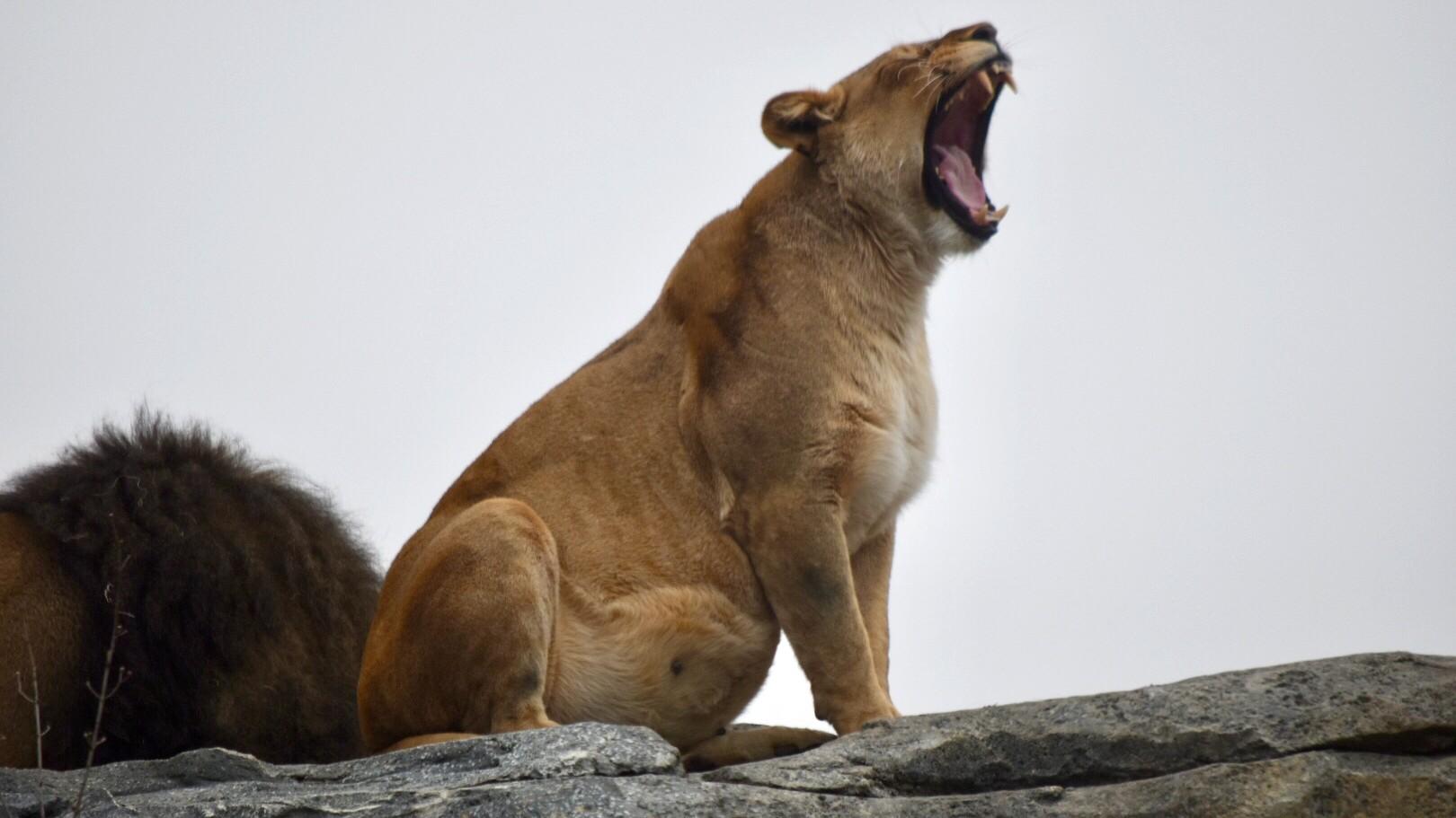 Lincoln Park Zoo Is on Lion Watch, New Cub Due in January, Chicago News