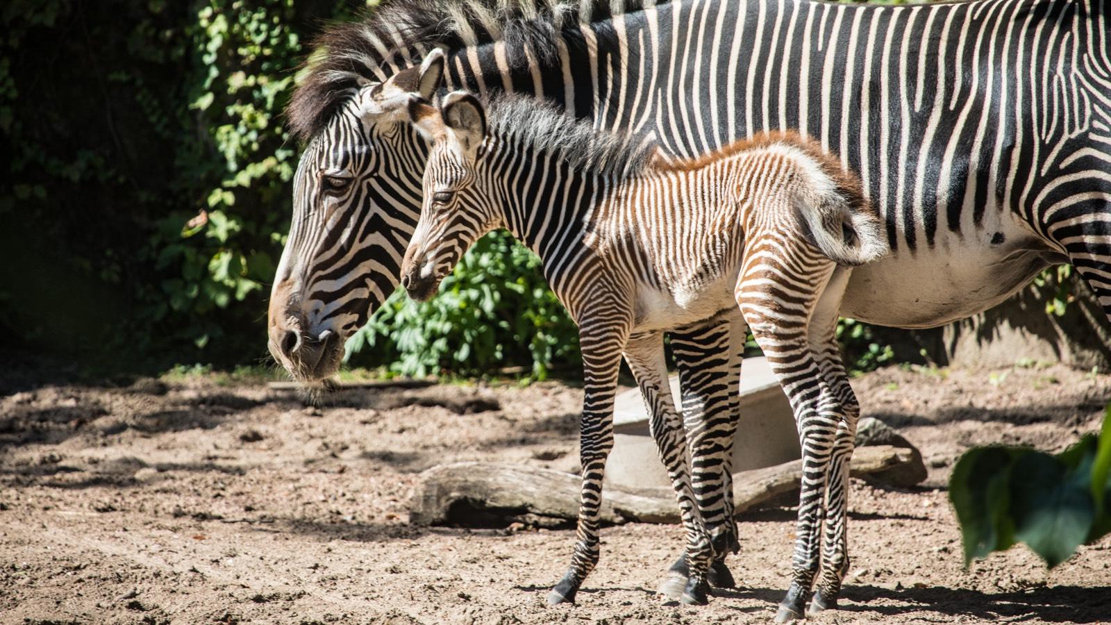 It’s a Girl! New Baby Zebra at the Lincoln Park Zoo Is