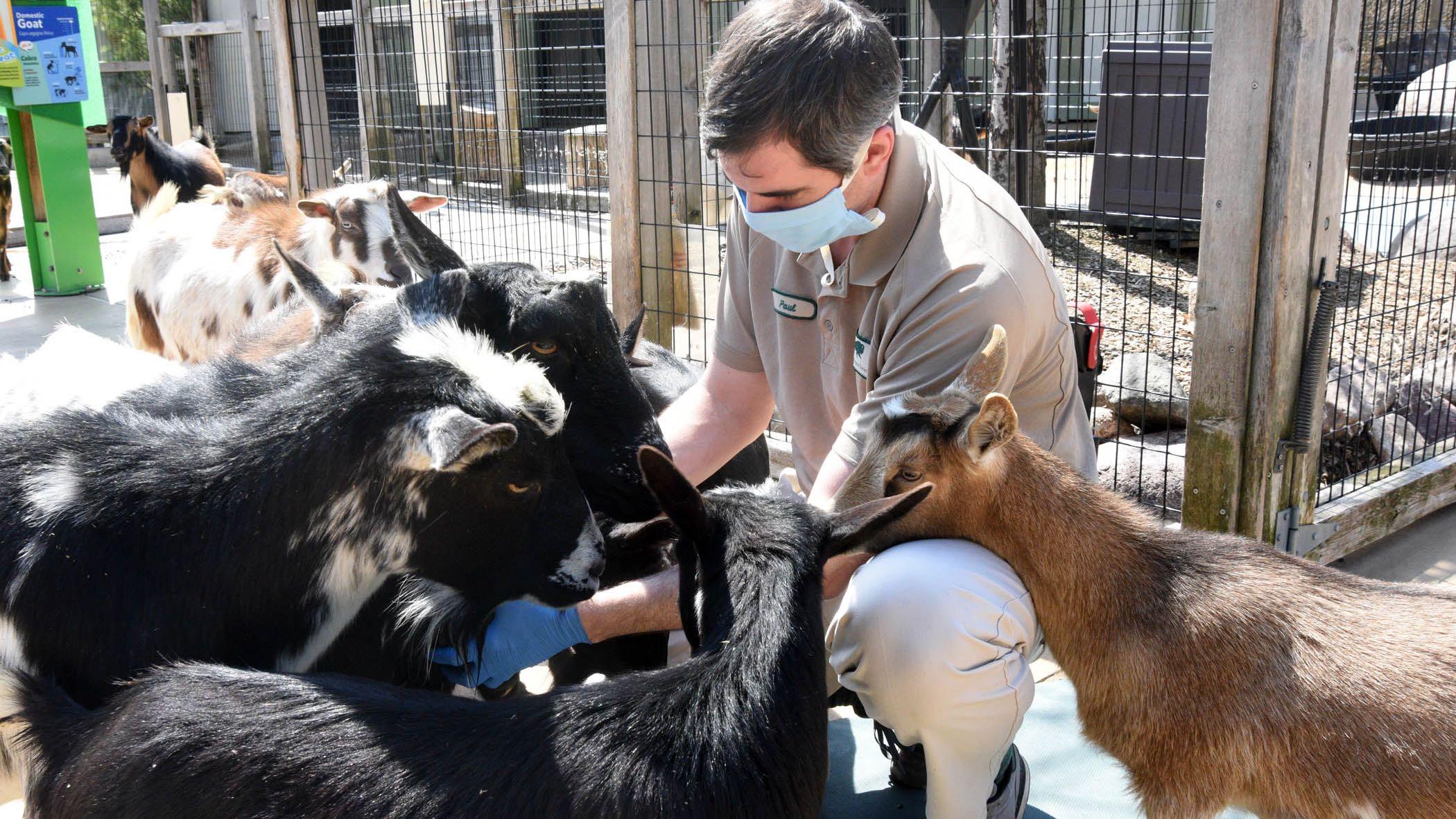 Paul Eberhart, a lead animal care specialist at Brookfield Zoo, spends some time with the Nigerian dwarf goats. (Jim Schulz / Chicago Zoological Society