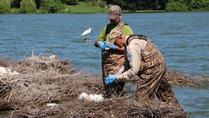 Wildlife biologists band egrets at Baker’s Lake. (Forest Preserve District of Cook County)