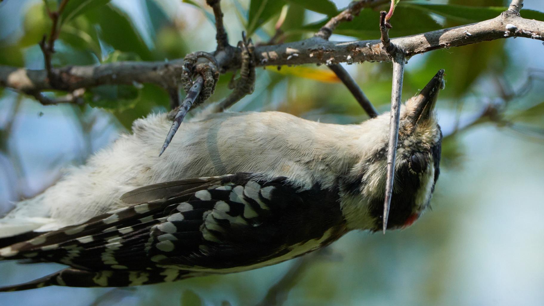 A downy woodpecker turns upside down. (Credit: Jorge Garcia)