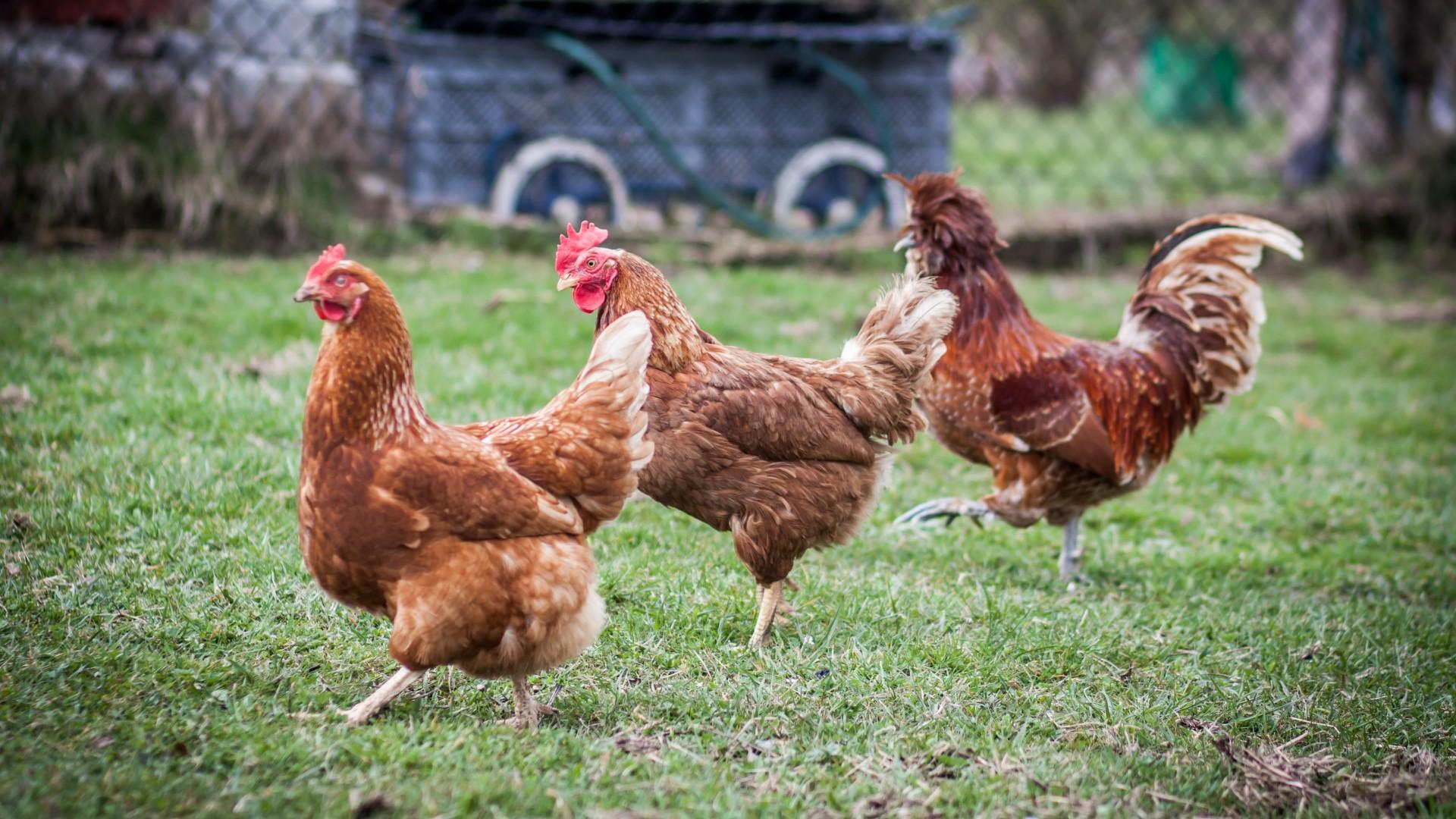 Backyard Chickens Linked To Nationwide Salmonella Outbreak Cdc Chicago News Wttw 