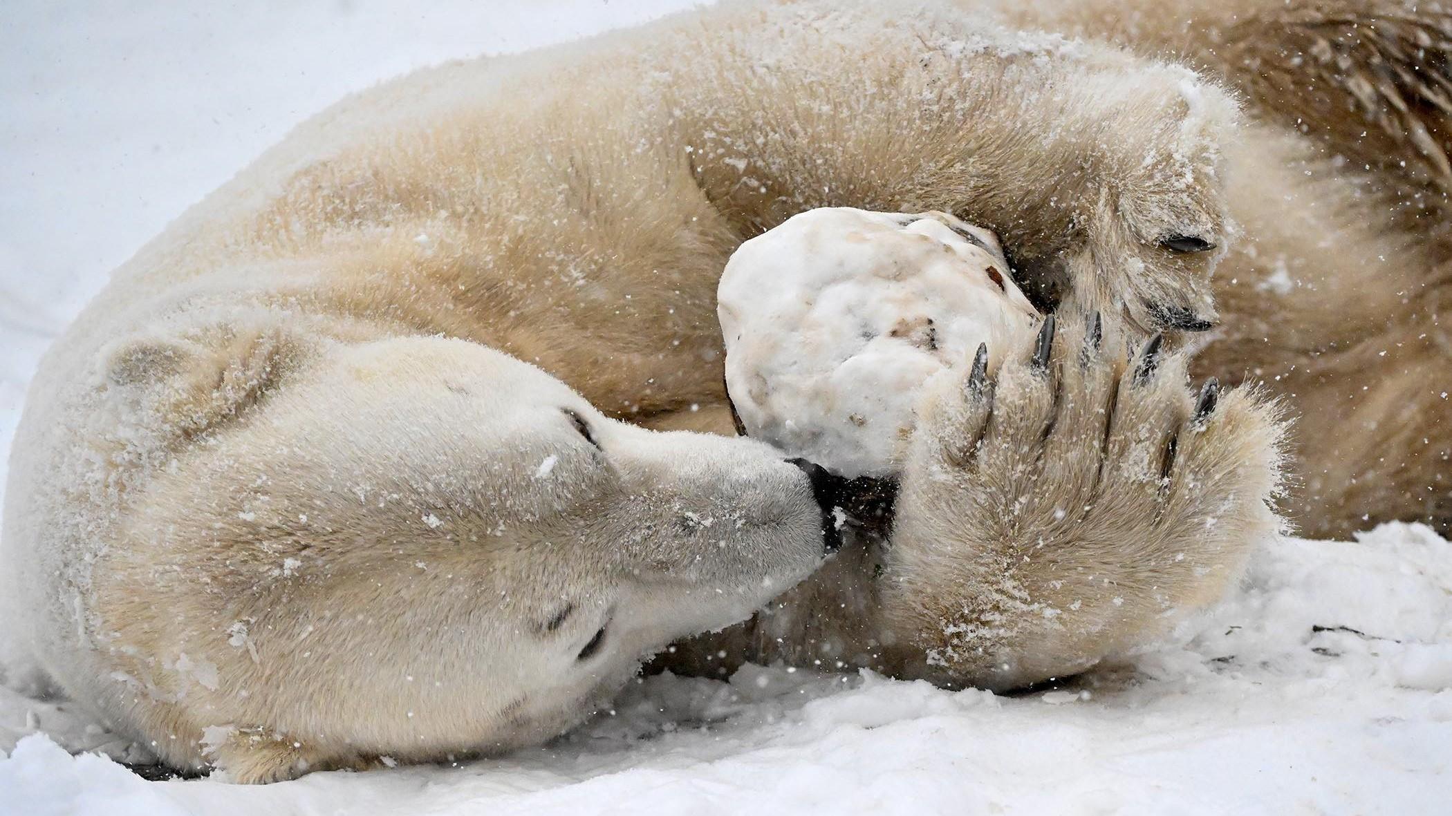 Hudson the polar bear, at Brookfield Zoo. (Courtesy Brookfield Zoo Chicago) Hudson the polar bear, at Brookfield Zoo. (Courtesy Brookfield Zoo Chicago)