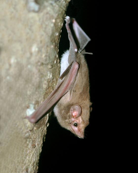 Caluga Bat The Battle for Bats | Chicago News | WTTW