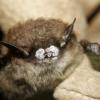 Little brown bat; close-up of nose with fungus, New York, Oct. 2008.