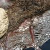 Little brown bat; Fungus on wing and tail membrane, Oct. 2008, New York.