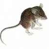 Apomys brownorum. Image Credit: The Field Museum