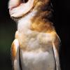 Barn Owl. Photo by Carol Freeman.