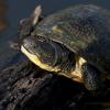 Blanding's Turtle. Photo by Carol Freeman.