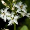 Bog Buckbeam. Photo by Carol Freeman.