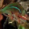 Chameleon (not endangered). Photo by Carol Freeman.