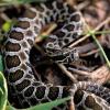Eastern Massasauga. Photo by Carol Freeman.