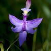 Grass Pink Orchid. Photo by Carol Freeman.