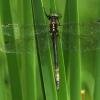 Hine's Emerald Dragonfly. Photo by Carol Freeman.