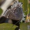 Hoary Elfin Butterfly. Photo by Carol Freeman.