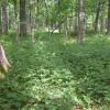 Woods. Image Credit: Illinois Natural History Survey 