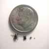 Life stages of ticks. Image Credit: Illinois Natural History Survey 