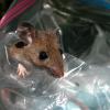 White-footed mouse. Image Credit: Illinois Natural History Survey