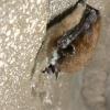Little brown bat with white-nose syndrome, New York.