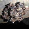 Likely WNS symptoms at Breathing Cave, Bath County, Virginia, late February 2009