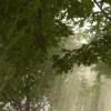 Memorial plaza trees. Image Credit: Squared Design Lab
