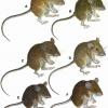 Philippine mouse drawings. Image Credit: The Field Museum