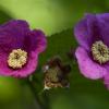 Purple-flowering raspberry. Photo by Carol Freeman.