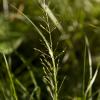 Prairie Dropseed (Sporobolus heterolepis). Image Credit: Chicago Botanic Garden