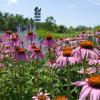 Purple Coneflower (Echinacea purpurea). Image Credit: Chicago Botanic Garden