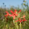 Royal Catchfly (Silene regia). Image credit: Chicago Botanic Garden