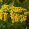 Goldenrod (Solidago caesia). Image Credit: Chicago Botanic Garden