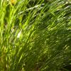 Prairie Dropseed (Sporobolus heterolepis). Image Credit: Chicago Botanic Garden
