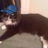 Photo by Joan Jasper: This is my cat Wrigley. We live in San Francisco but HUGE Cubs Fans. Go Cubbies!