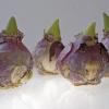 Hyacinth Bulbs. Image credit: Chicago Botanic Garden