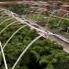 Raised bed with PVC. Image credit: Chicago Botanic Garden