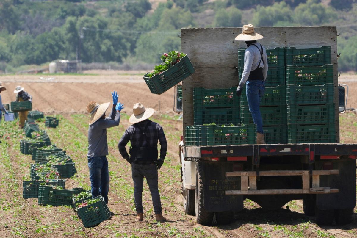 FILE - Farm workers gather produce on Thursday, June 12, 2025, in Moorpark, Calif. (AP Photo / Damian Dovarganes)