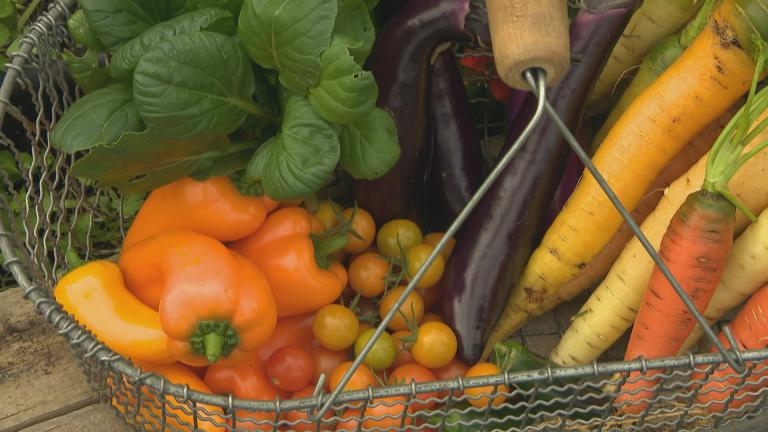 A colorful fall harvest from the WTTW organic garden.