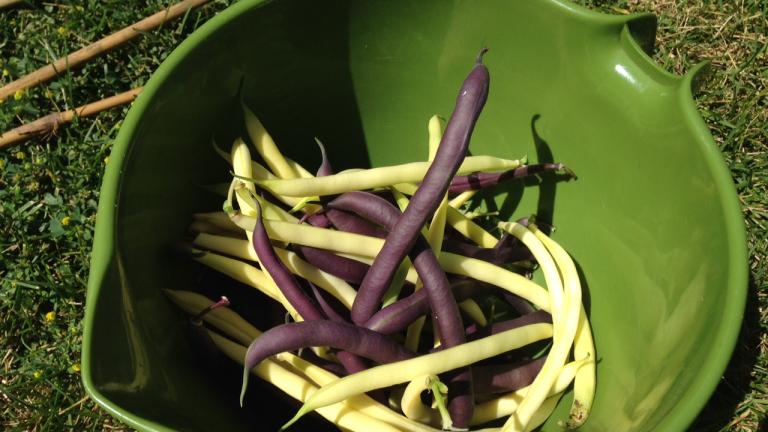 Tri-color bush beans harvested on Wednesday, July 29.
